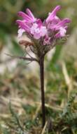 Image of pink lousewort