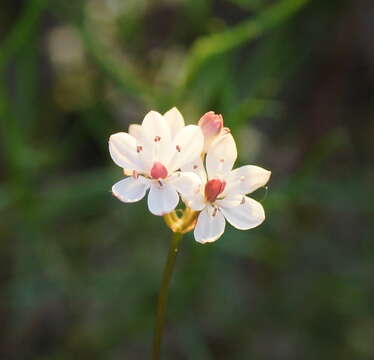 Image of Burchardia umbellata R. Br.