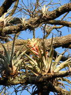 Image of Tillandsia cossonii Baker