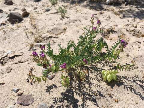 Image of halfmoon milkvetch