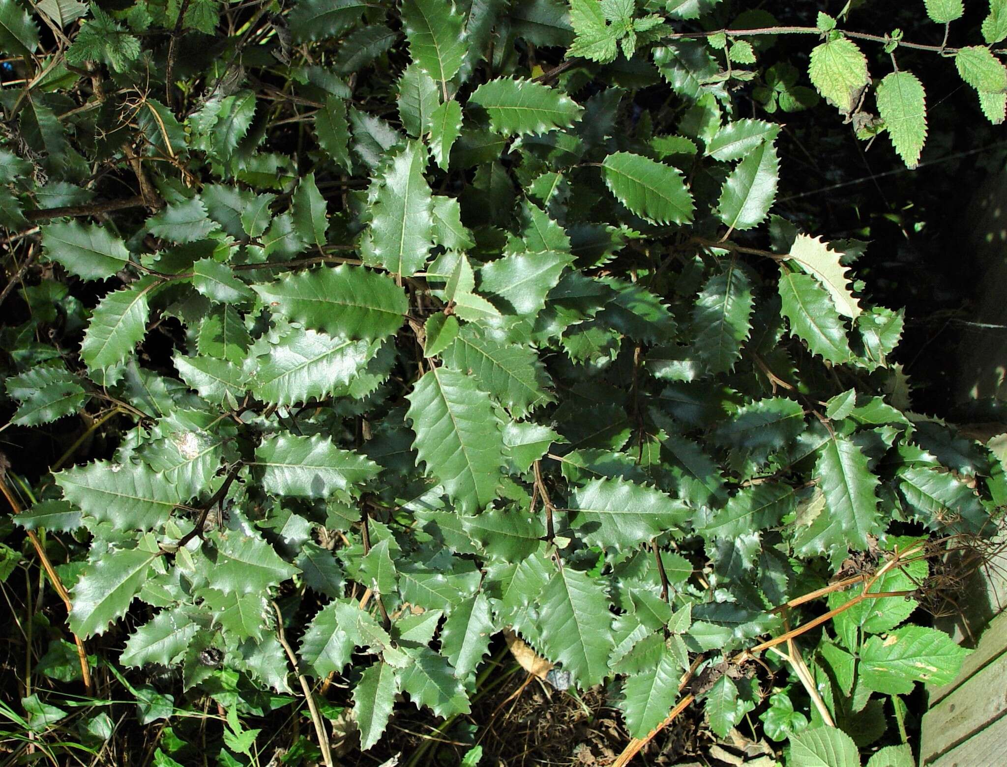 Imagem de Olearia macrodonta Baker