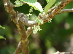 Plancia ëd Lagerstroemia microcarpa Wight