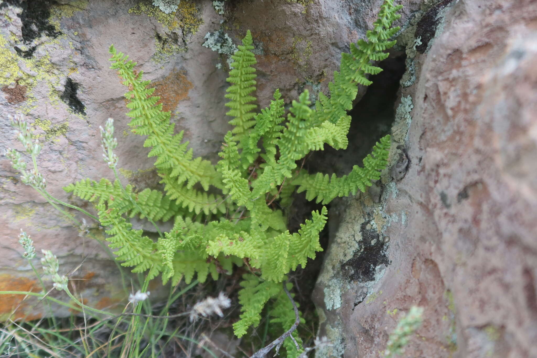 Image of Woodsia montevidensis (Spreng.) Hieron.