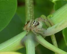 Image of Phidippus pacosauritus