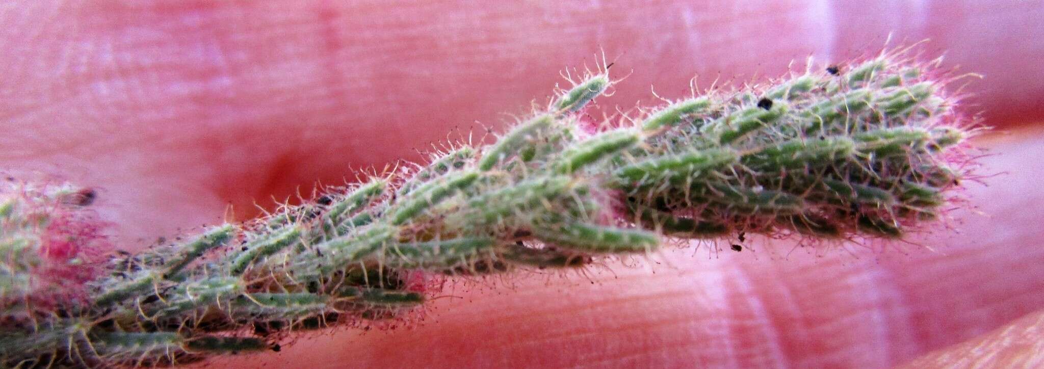 Image of Erica strigilifolia var. strigilifolia