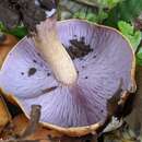 Image of Tricholosporum porphyrophyllum (S. Imai) Guzmán ex T. J. Baroni 1982