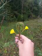 Imagem de Oenothera fallax Renner