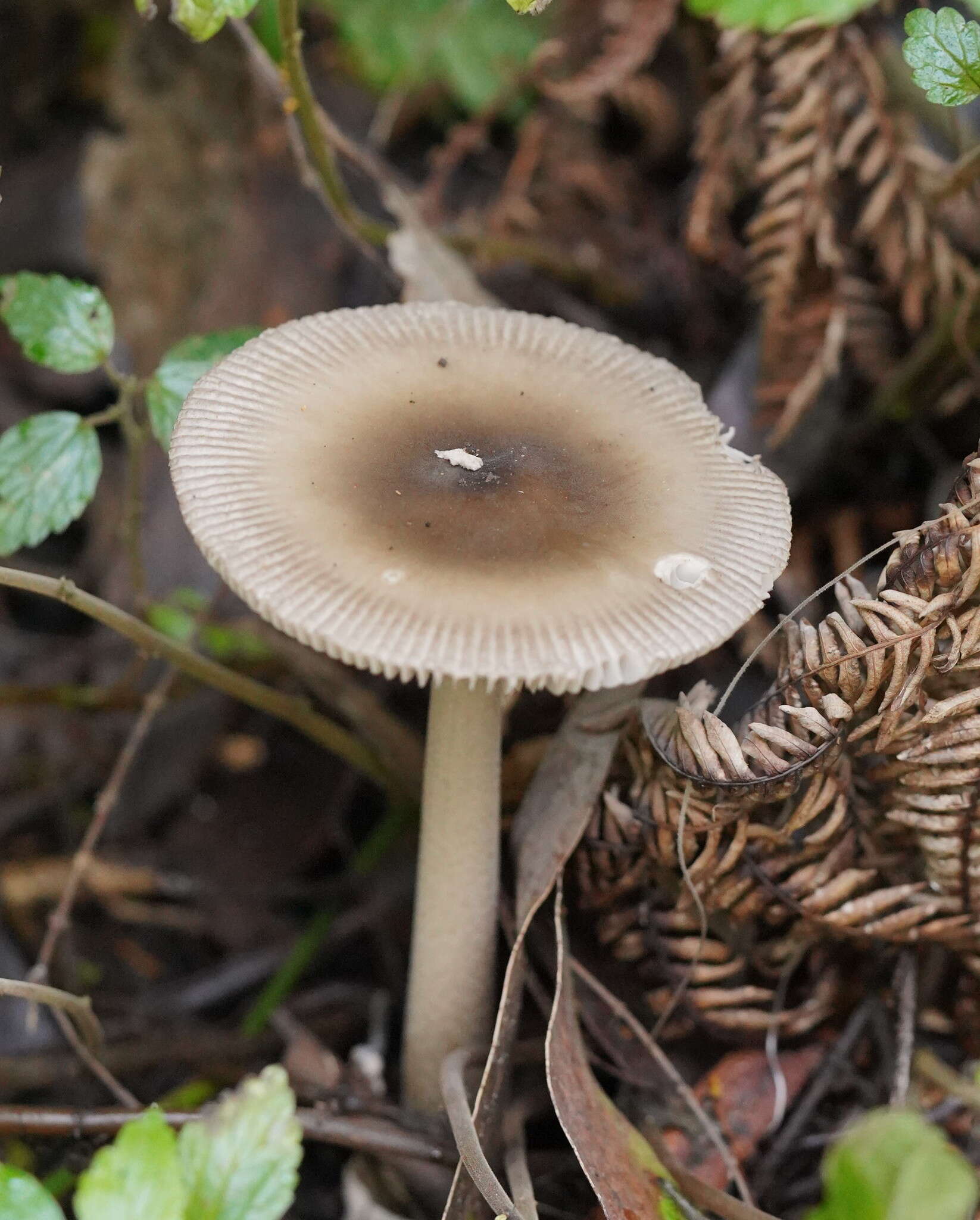 Image of Amanita cheelii P. M. Kirk 2013