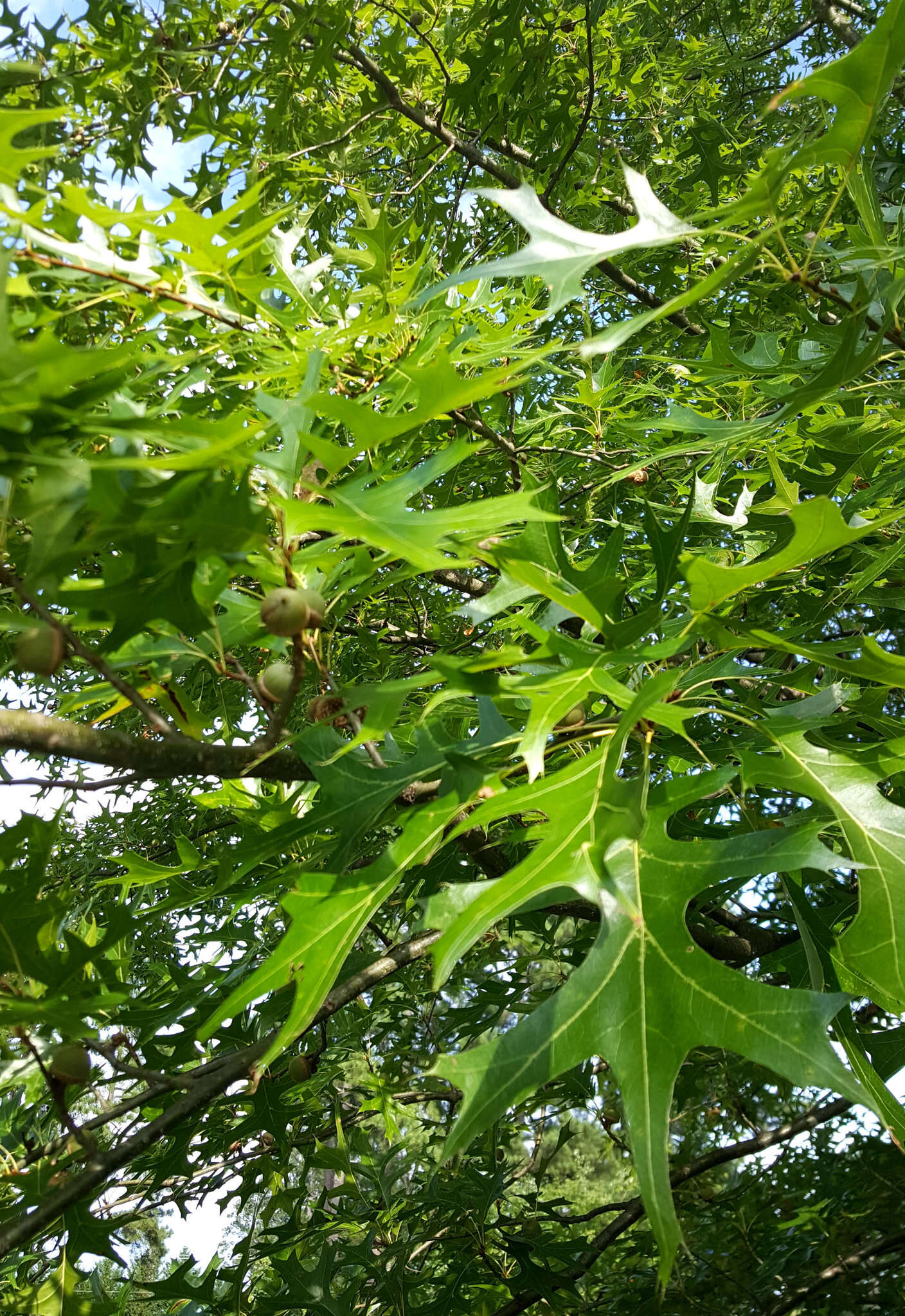 Image of Pin Oak