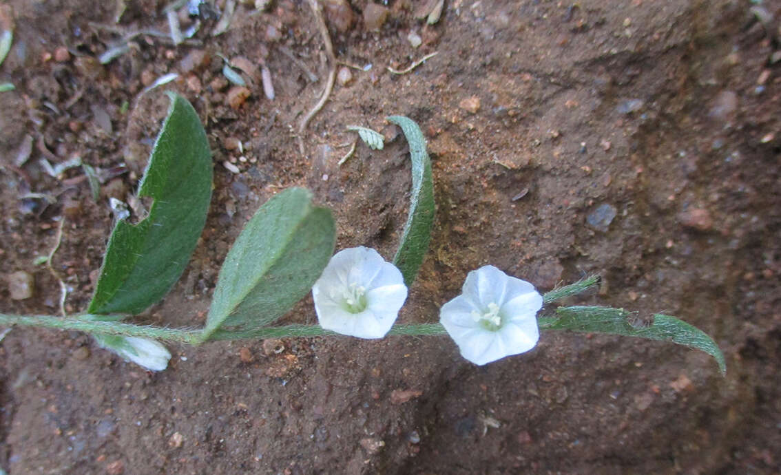 Image of Seddera capensis (E. Mey. ex Choisy) Schinz