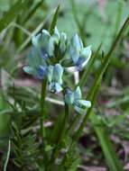 Image of Englemann's milkvetch