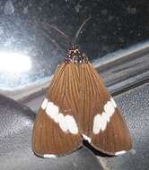 Image de Podomachla apicalis (Walker 1854)