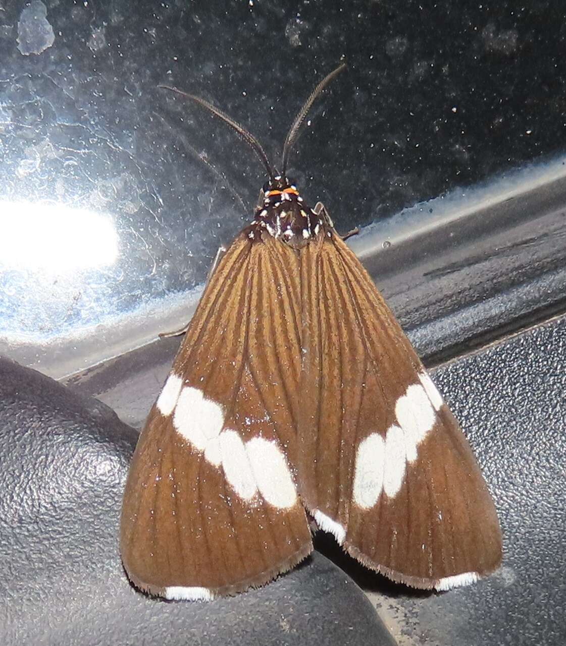 Image of Podomachla apicalis (Walker 1854)