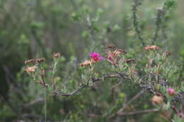 Image of Lampranthus zeyheri (Salm-Dyck) N. E. Br.