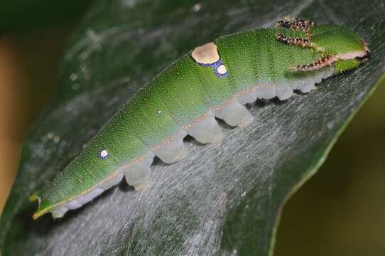 Charaxes psaphon imna Butler 1870 resmi