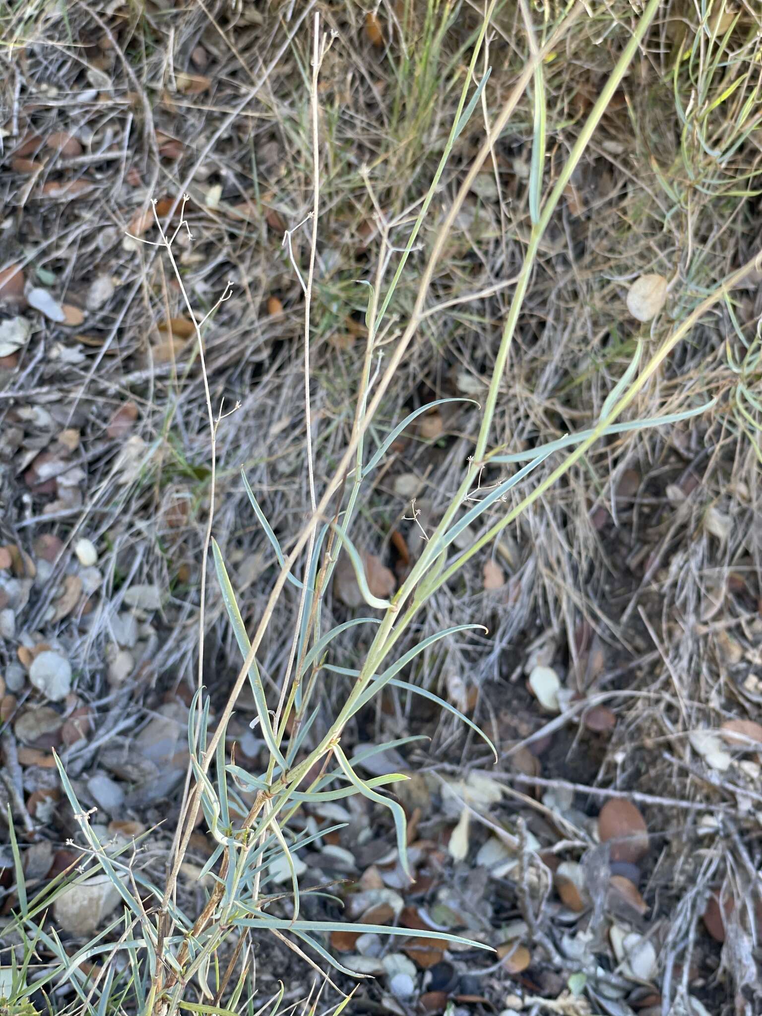 Image of Bupleurum fruticescens Loefl. ex L.