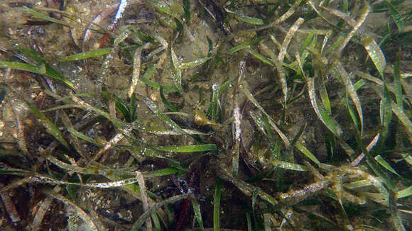 Слика од Posidonia australis Hook. fil.