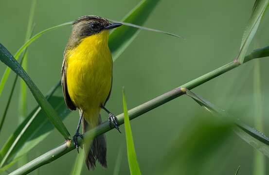 Image of Crested Doradito