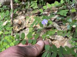 Слика од Lathyrus torreyi A. Gray