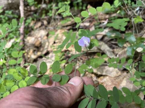 Image of Torrey's pea