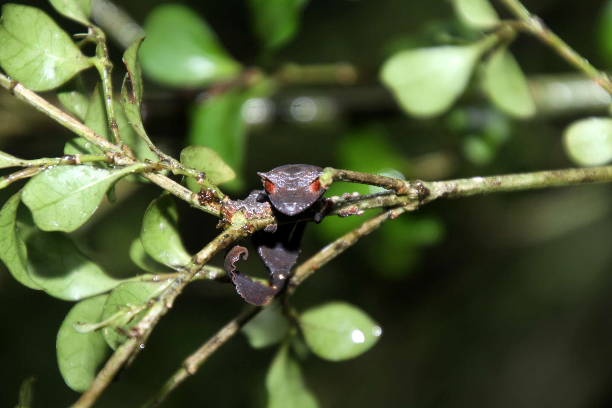 Слика од Uroplatus phantasticus (Boulenger 1888)