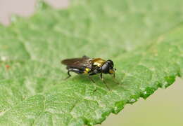 Image of Chalcosyrphus victoriensis (Ferguson 1926)