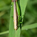 Image of Grasshopper