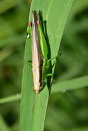 Image of Grasshopper