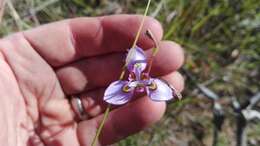 Слика од Moraea algoensis Goldblatt