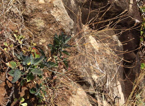 Image of Crambe fruticosa subsp. fruticosa