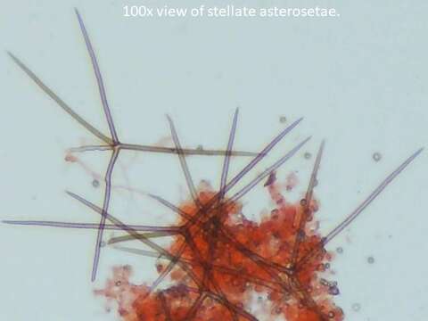 Asterostroma andinum Pat. 1893的圖片