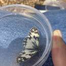 Image of Levantine Marbled White