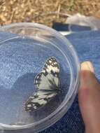 Image of Levantine Marbled White