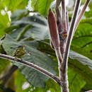 Image of Variegated Bristle Tyrant