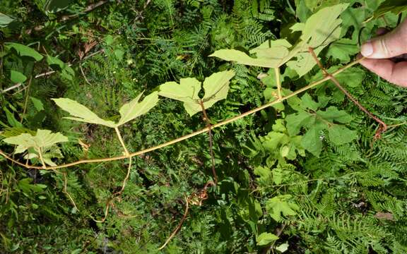 Image of long grape