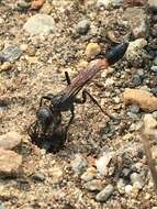 Image de Ammophila azteca Cameron 1888