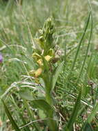 Plancia ëd Dactylorhiza viridis var. viridis