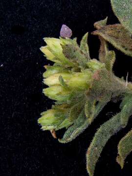 Imagem de Ericameria obovata (Rydb.) G. L. Nesom