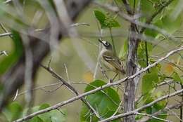 Слика од Vireo atricapilla Woodhouse 1852