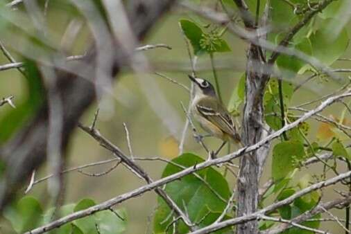 Image of Black-capped Vireo