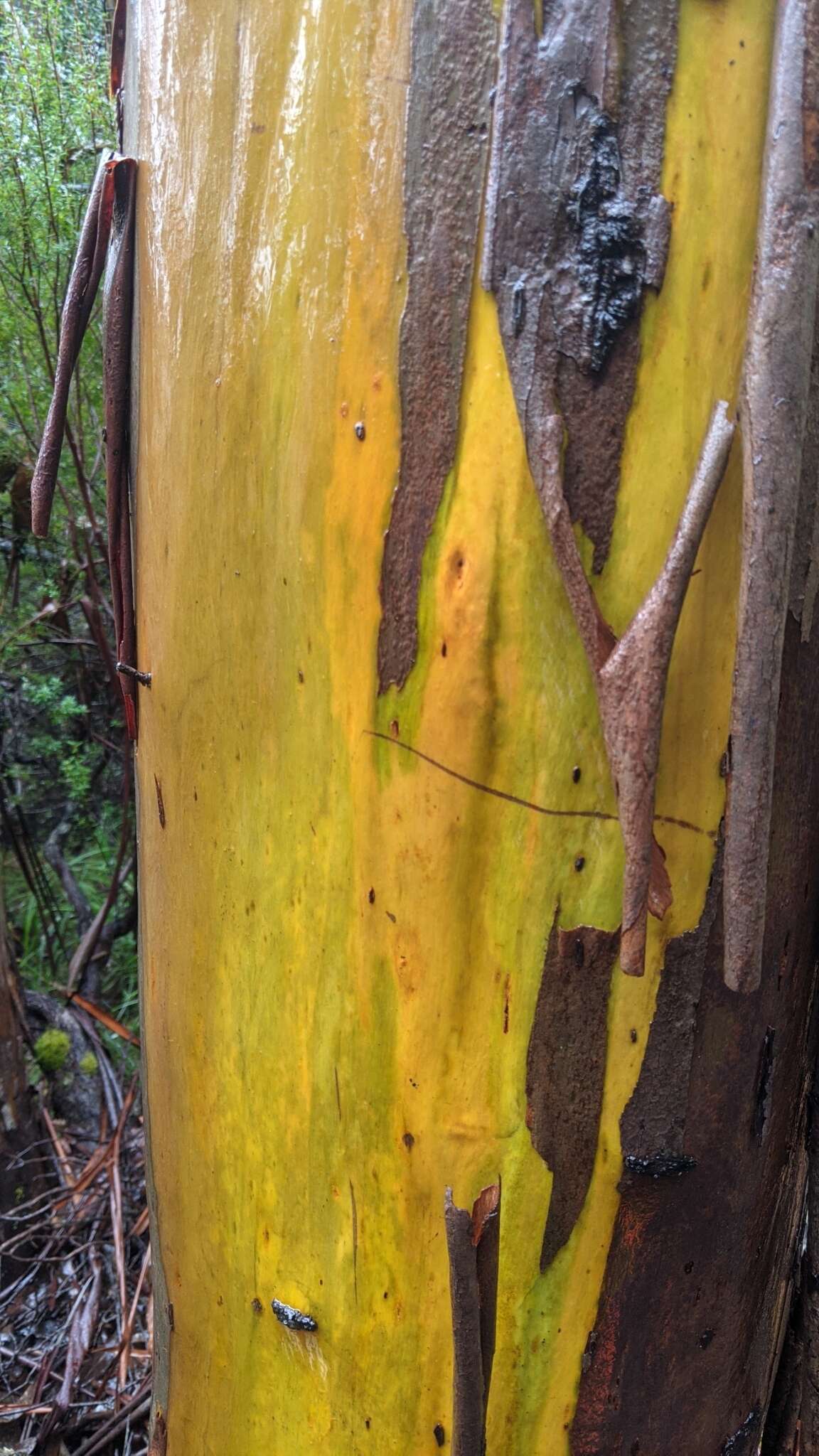 Image of Eucalyptus subcrenulata Maiden & Blakely