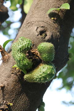 Image of soursop