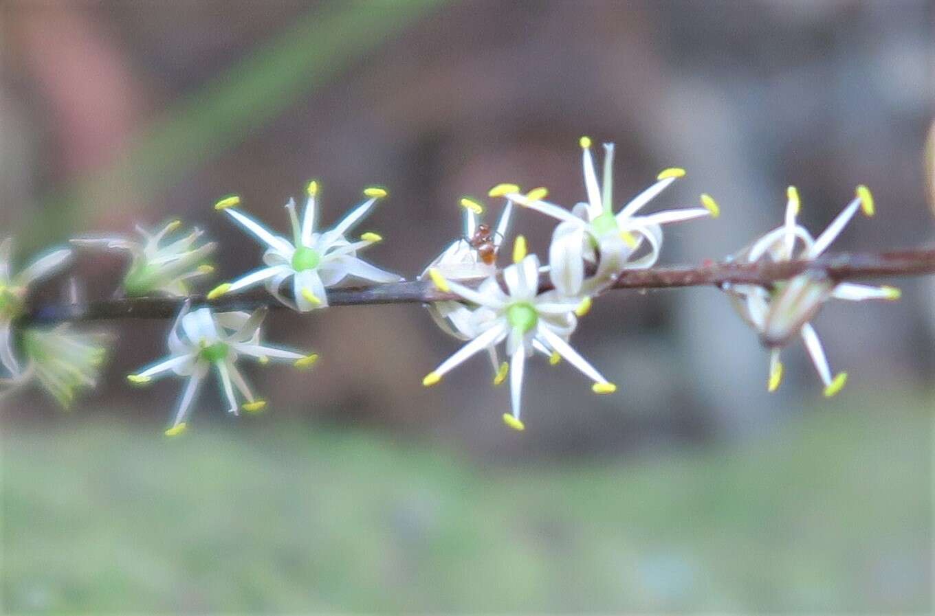 Image of Cordyline pumilio Hook. fil.