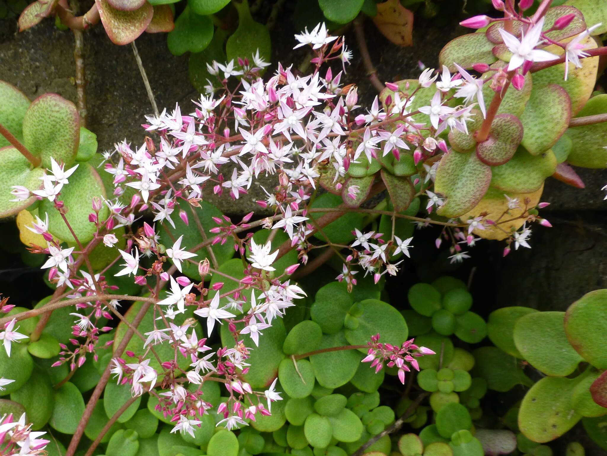 Image of Crassula multicava subsp. multicava