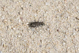 Plancia ëd Cicindela (Cicindela) oregona oregona Le Conte 1856