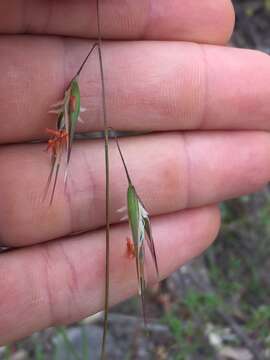 Imagem de Rytidosperma clelandii (Vickery) Connor & Edgar