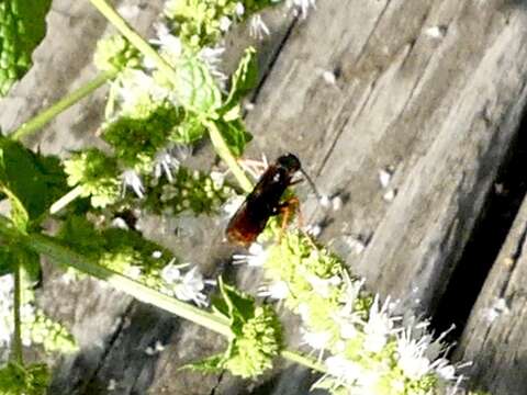 Image of Tachypompilus ferrugineus nigrescens