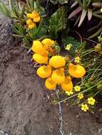 Image of Calceolaria corymbosa Ruiz & Pav.