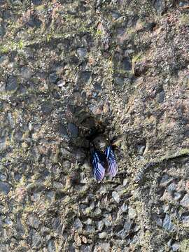 Image of Xylocopa capitata Smith 1854