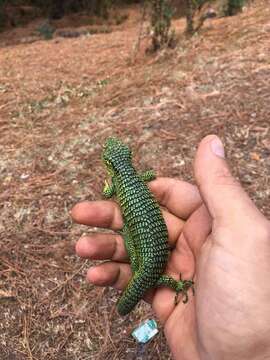 Image of Matuda's Arboreal Alligator Lizard